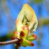 chestnut bud flower essence