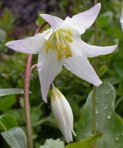 fawn lily flower essence