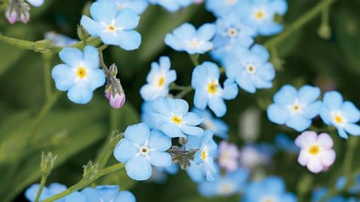 forget-me-not flower essence