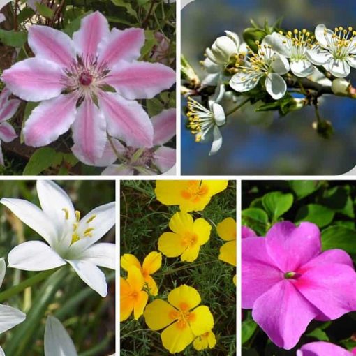 rescue remedy flower essence