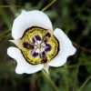 mariposa lily flower essence