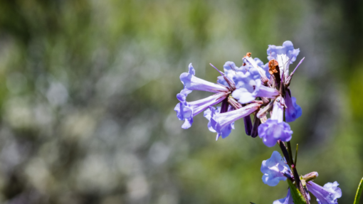 yerba santa flower essence