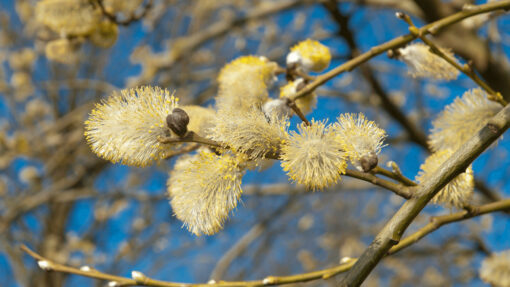 willow flowers essence