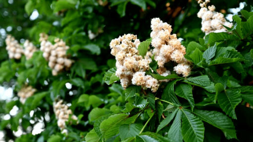 white chestnut flower essence