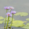 water violet flower essence