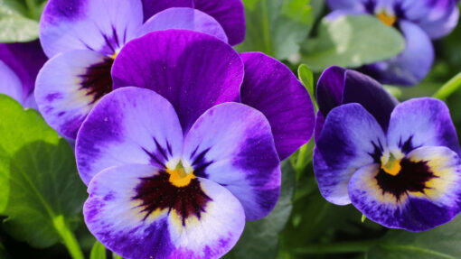 violet flower essence