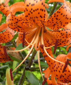 tiger lily flower essence