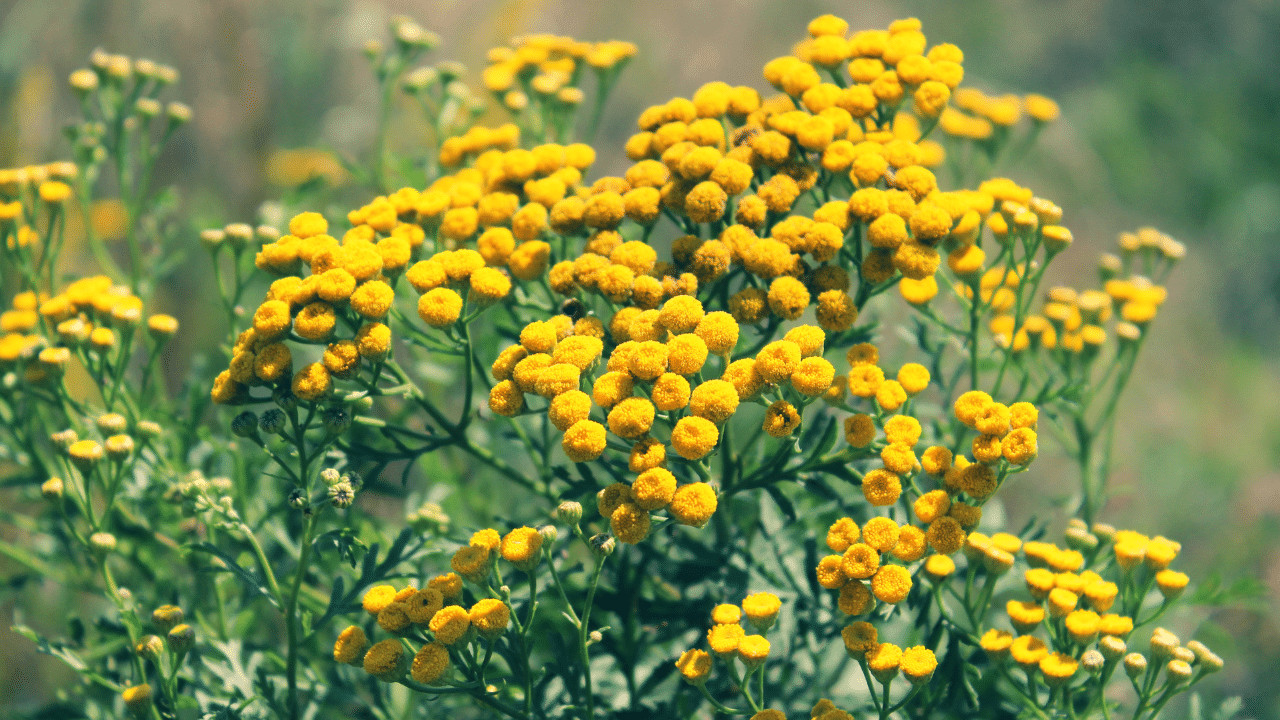 Tansy Flower Essence Cosmic Oceans