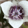Star Tulip Flower Essence
