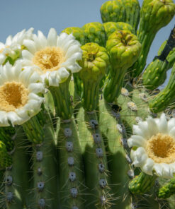 Saguaro Flower Essence