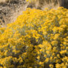 Sagebrush Flower essence
