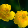 rock rose flower essence
