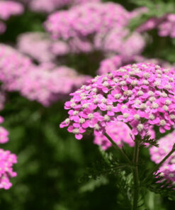 Pink Yarrow Flower essence