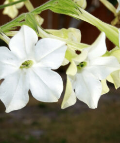 Nicotiana Flower Essence